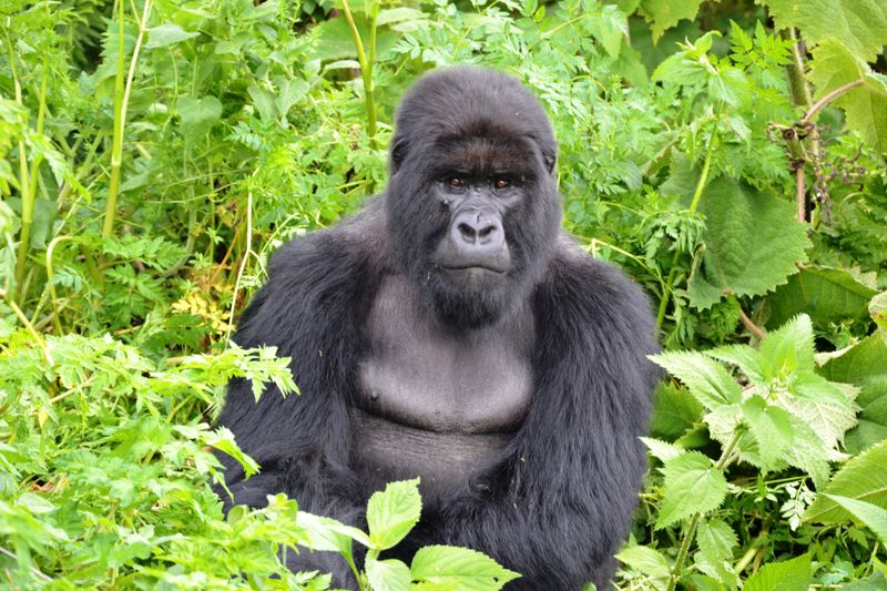 Mountain gorilla in Bwindi Impenetrable Forest