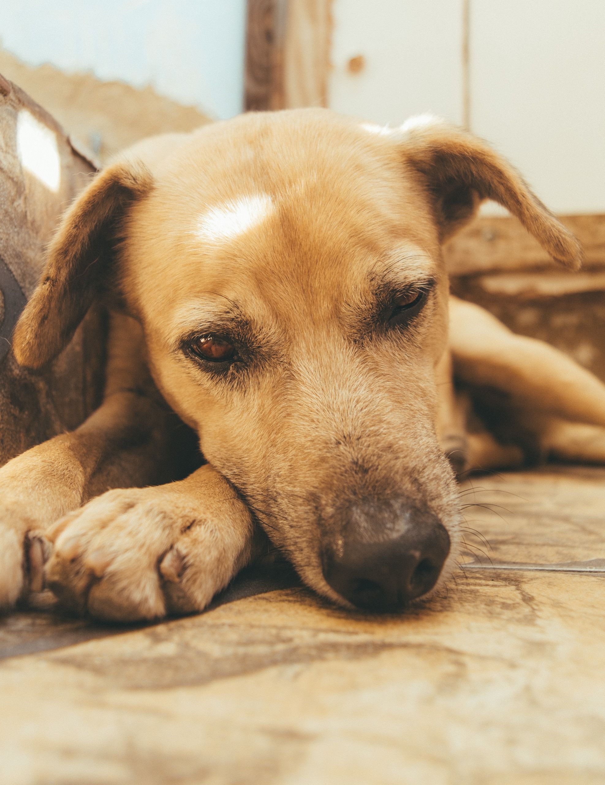 Cachorro morre de calor após ser mantido amarrado sob o sol nos EUA; vizinha tentou ajudá-lo: ‘Implorei para salvá-lo’