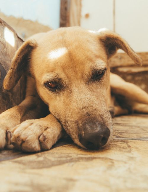 Free A serene dog resting on a sunlit floor, capturing a peaceful afternoon moment. Stock Photo