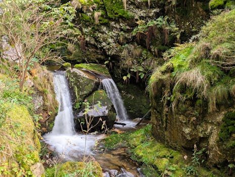 Tranquil waterfall nestled in lush greenery in Oppenau, Black Forest, Germany.