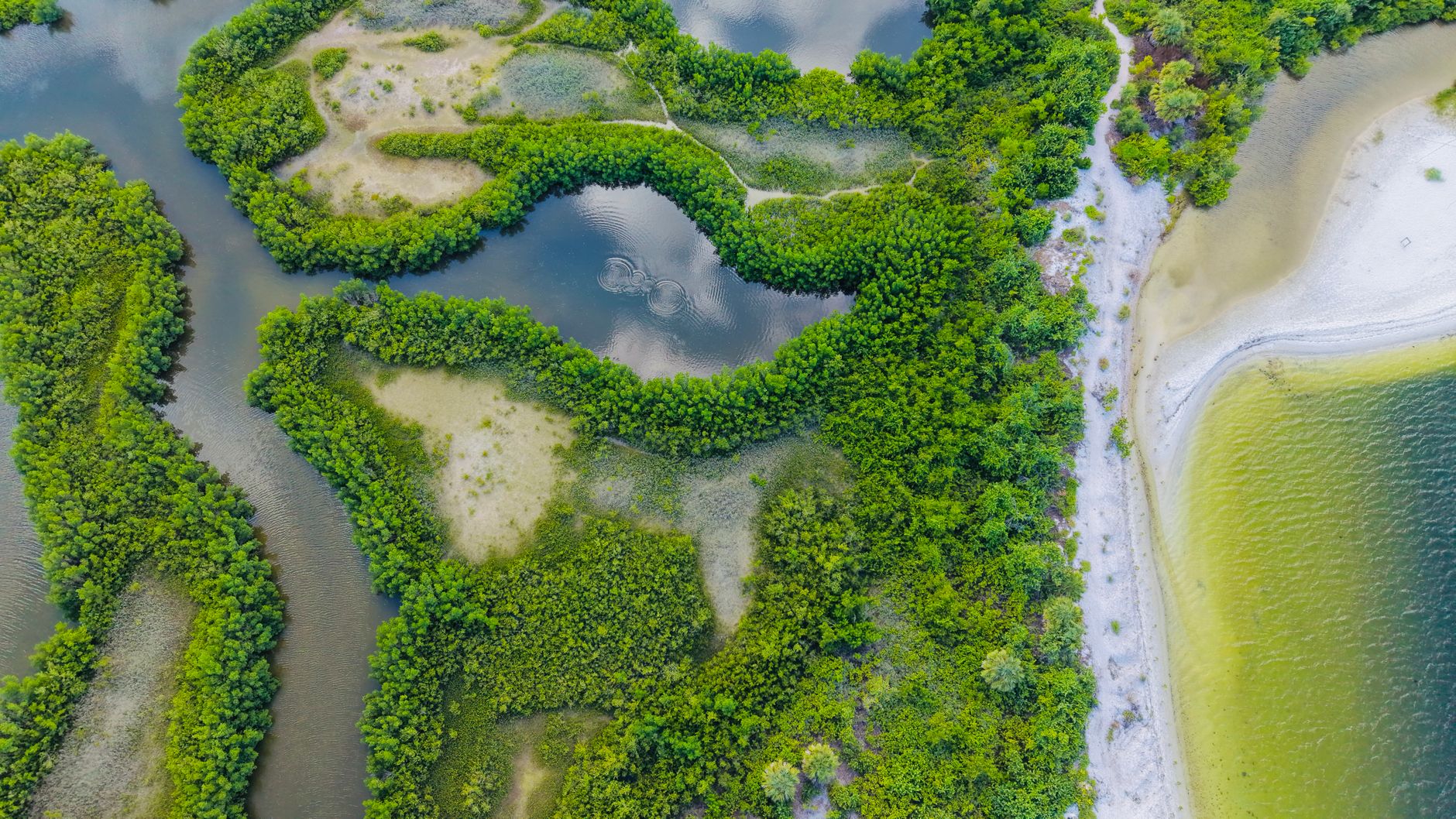 Wetlands Decision: A Win for Wildlife Advocates as Florida Faces Legal Setbacks