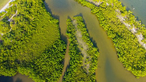 Free Stunning aerial shot of vibrant green mangroves in Apollo Beach, Florida, showcasing natural beauty. Stock Photo