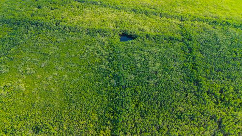 Free Top-down view of dense greenery and a small pond in Apollo Beach, Florida. Stock Photo