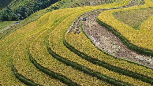 Free Aerial view of lush terraced rice fields in Lào Cai, Vietnam, during harvest season. Stock Photo