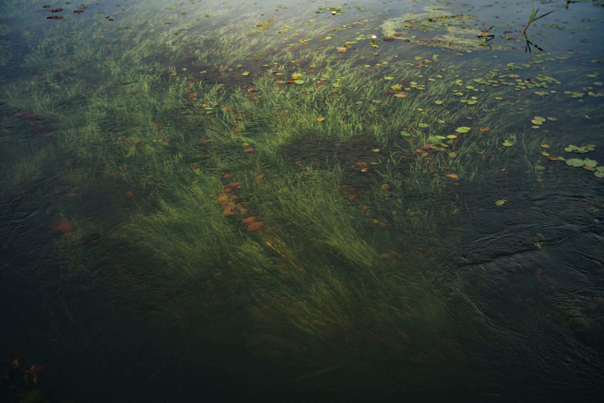 Underwater at Cascade Wall