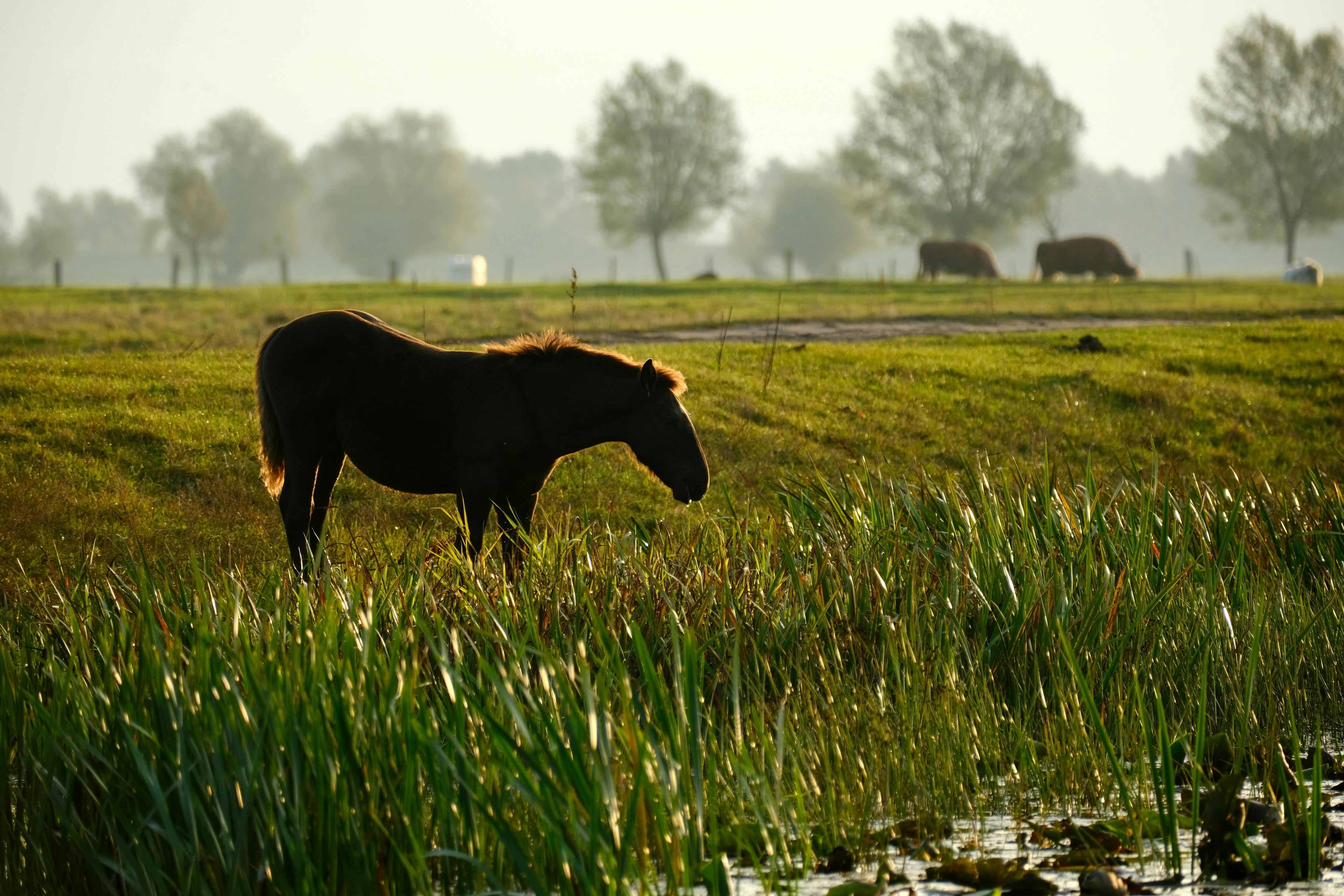政治：台灣公糧保價政策困境與米價未來發展探討