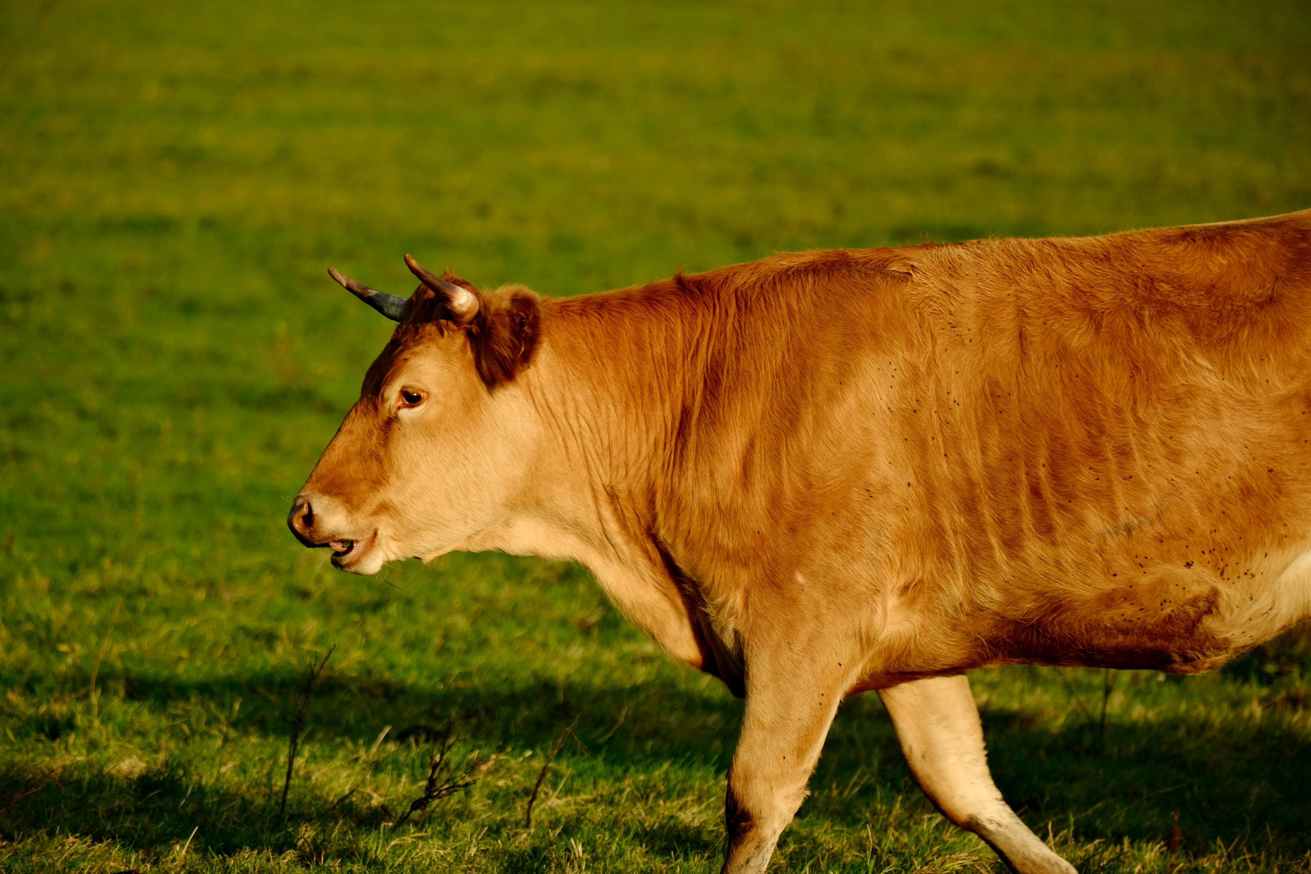 政治：台灣公糧保價政策困境與米價未來發展探討