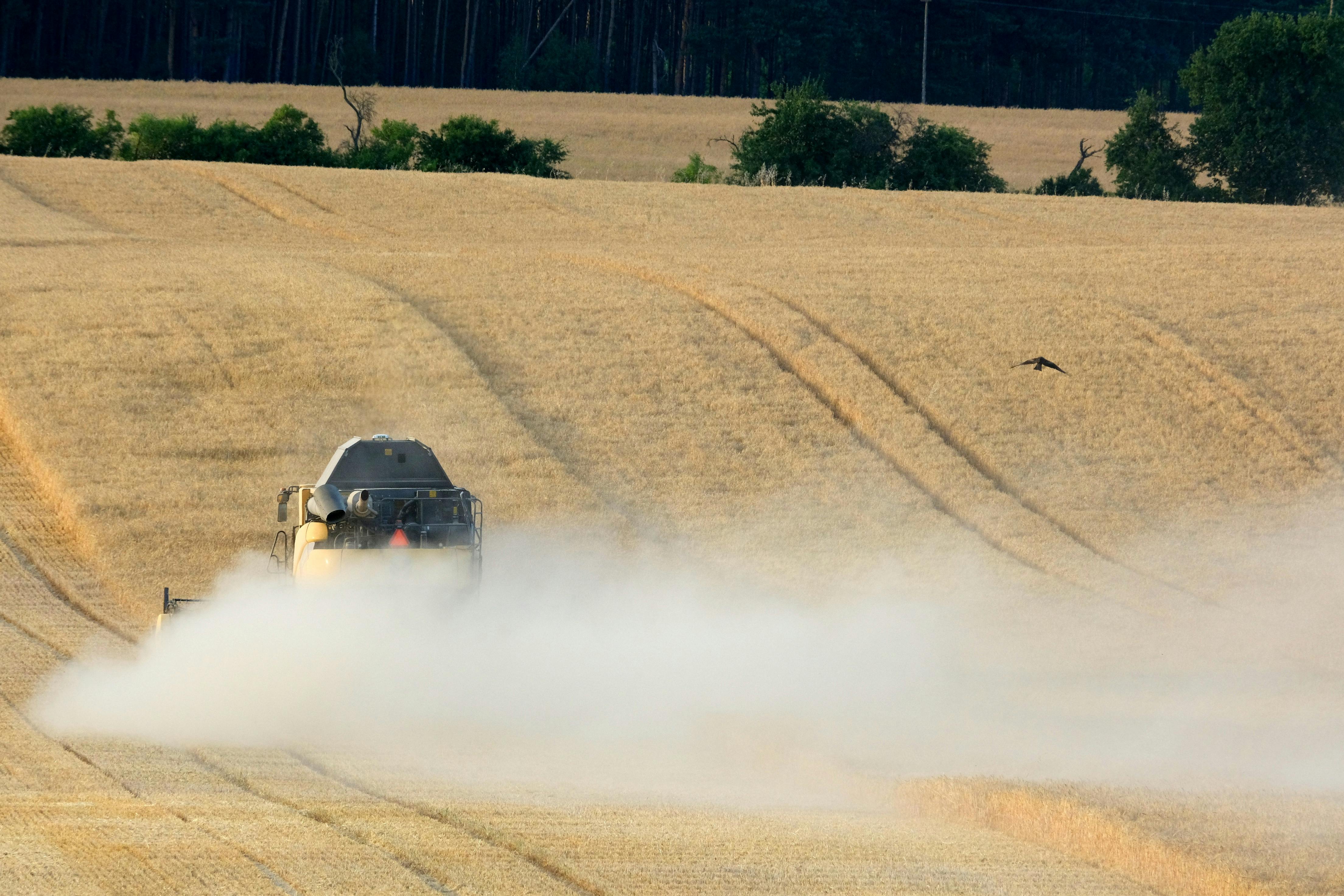 政治：台灣公糧保價政策困境與米價未來發展探討