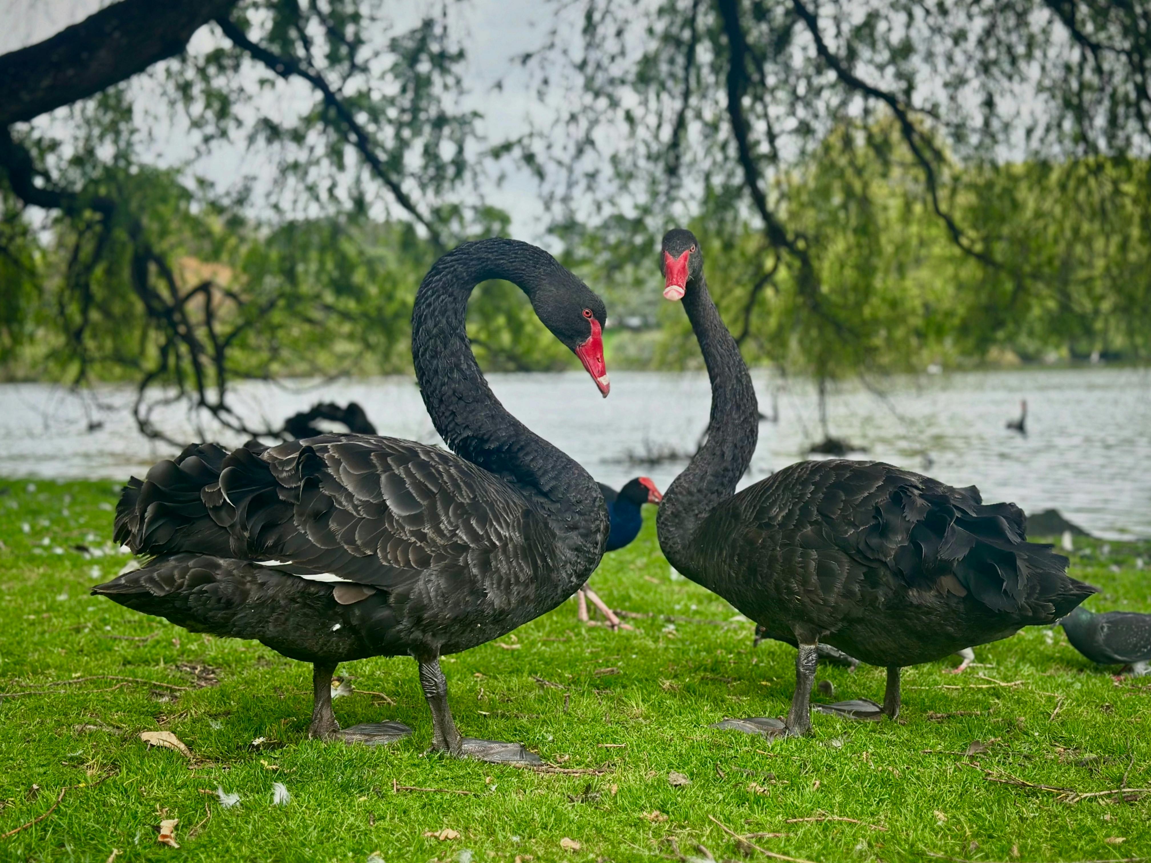 오클랜드 도메인공원