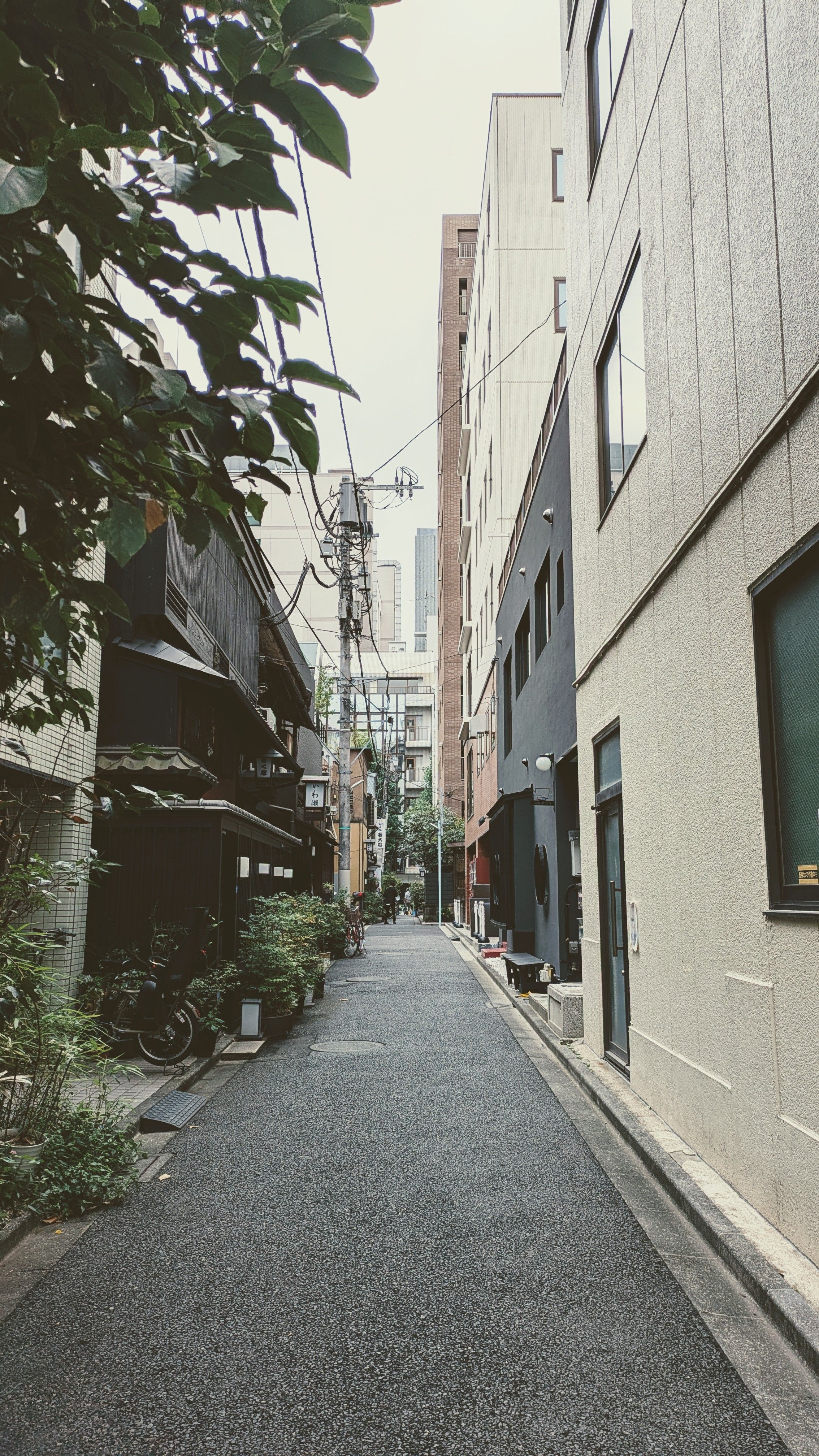 Explore a tranquil urban alley with lush greenery and modern architecture in a serene city setting.