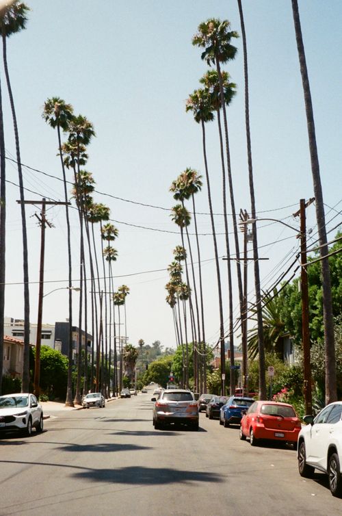 Free A bright urban street lined with tall palm trees and parked cars under a clear sky. Stock Photo