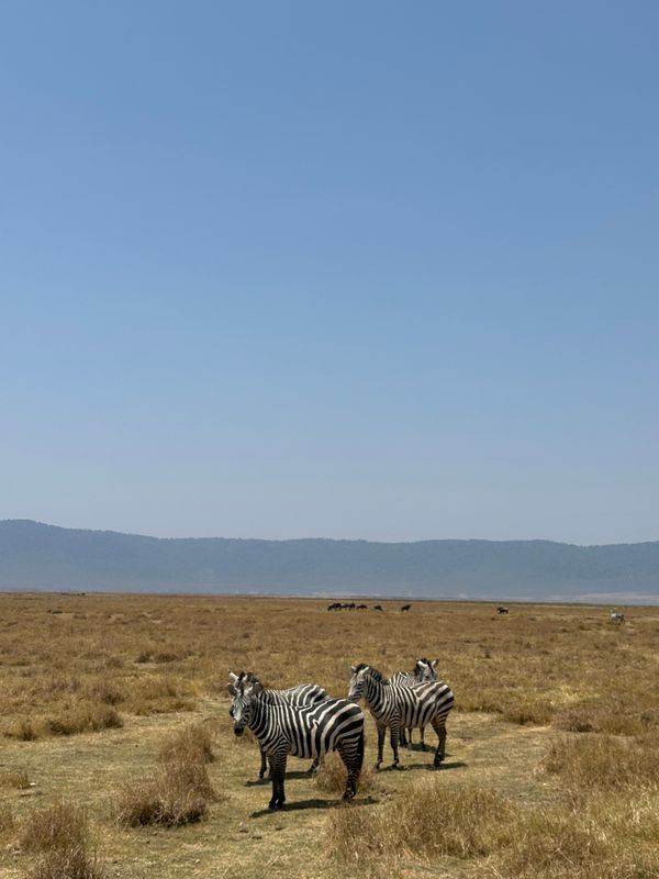 Elephants beneath Kilimanjaro at Amboseli, Kenya