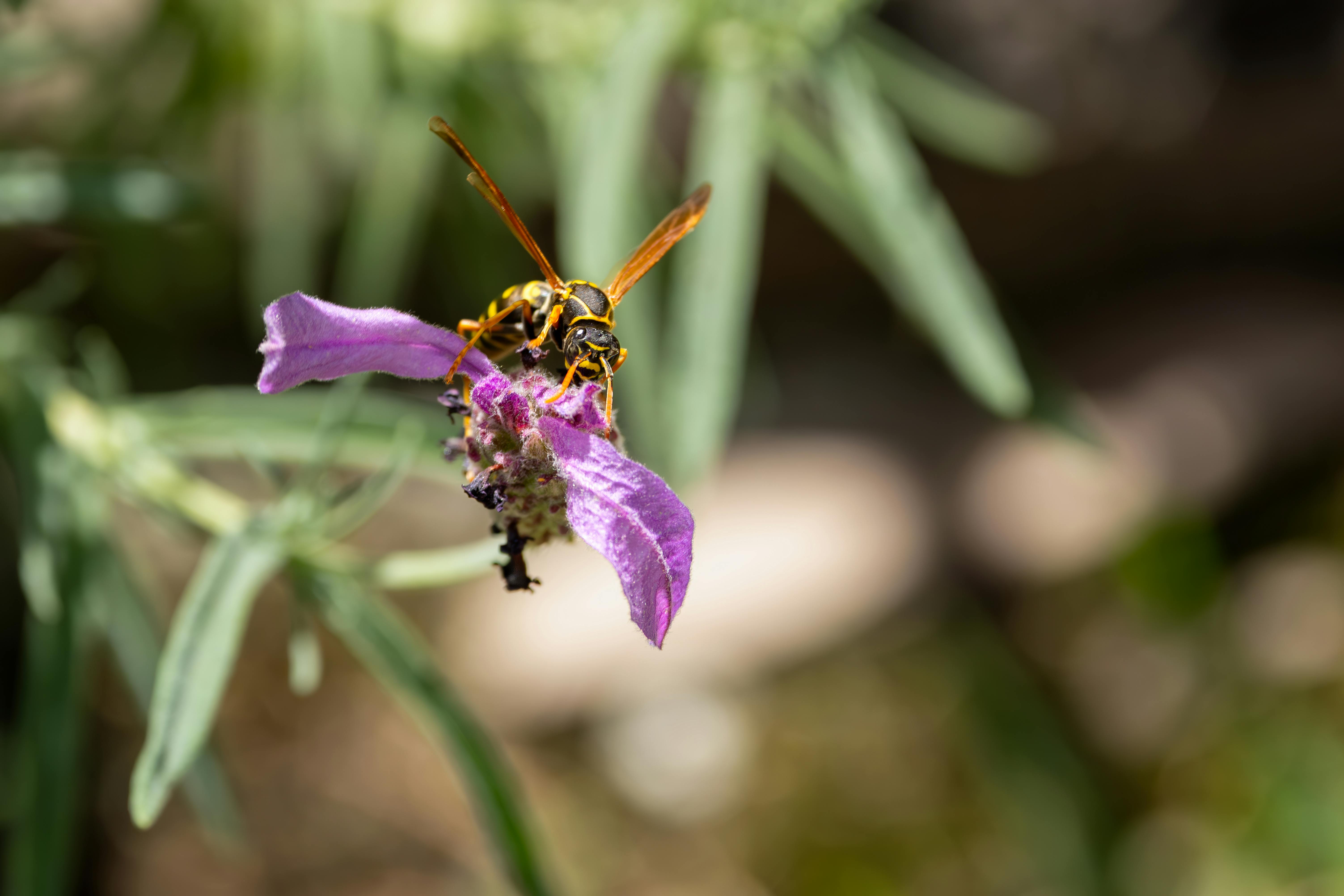 Image macro d'une guêpe pollinisant une fleur violette à Campbelltown, en Australie.