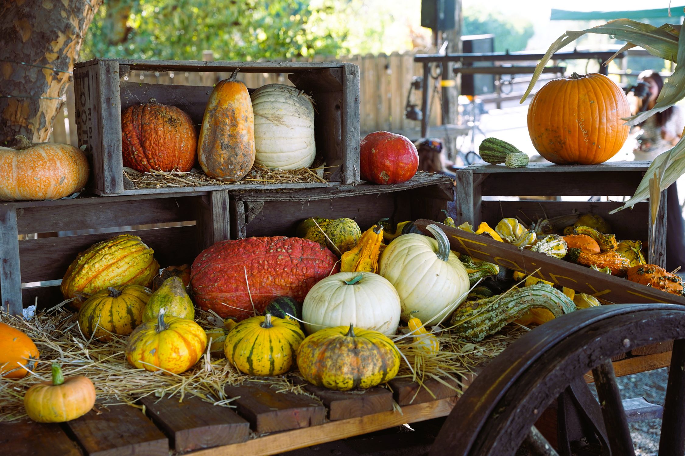 Vibrant Fall Pumpkin Display at Mentone Farm · Free Stock Photo