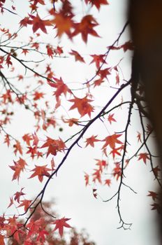 Beautiful red maple leaves in autumn captured against a clear sky, showcasing nature's vibrant colors.