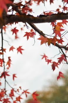 Close-up of vivid red autumn maple leaves on a tree branch, capturing the essence of fall.