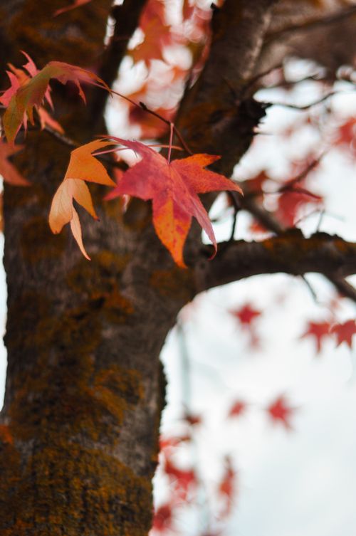 Free Vibrant red and orange maple leaves on a tree branch, capturing the essence of fall. Stock Photo