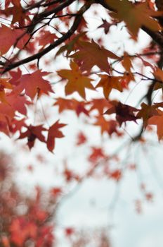 Close-up of vivid red and orange maple leaves against a clear sky, capturing the essence of fall.