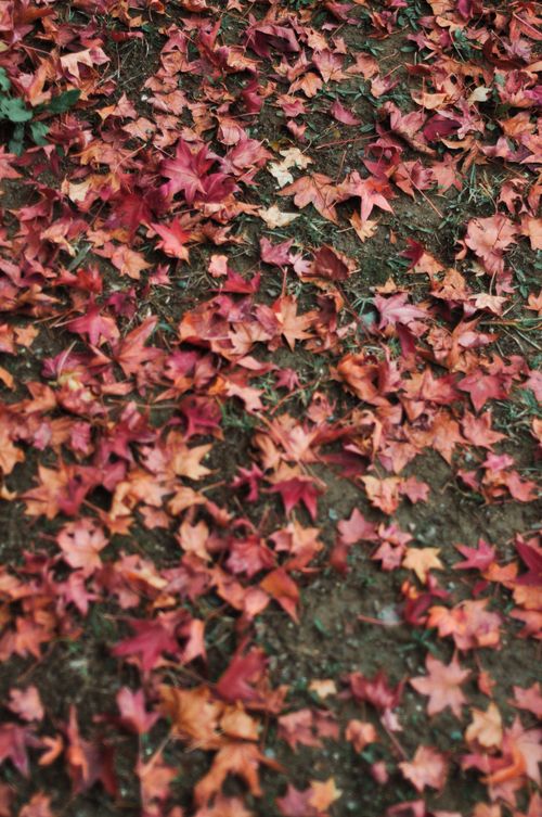 Free Close-up of colorful autumn leaves scattered on a forest floor, evoking a warm seasonal feel. Stock Photo