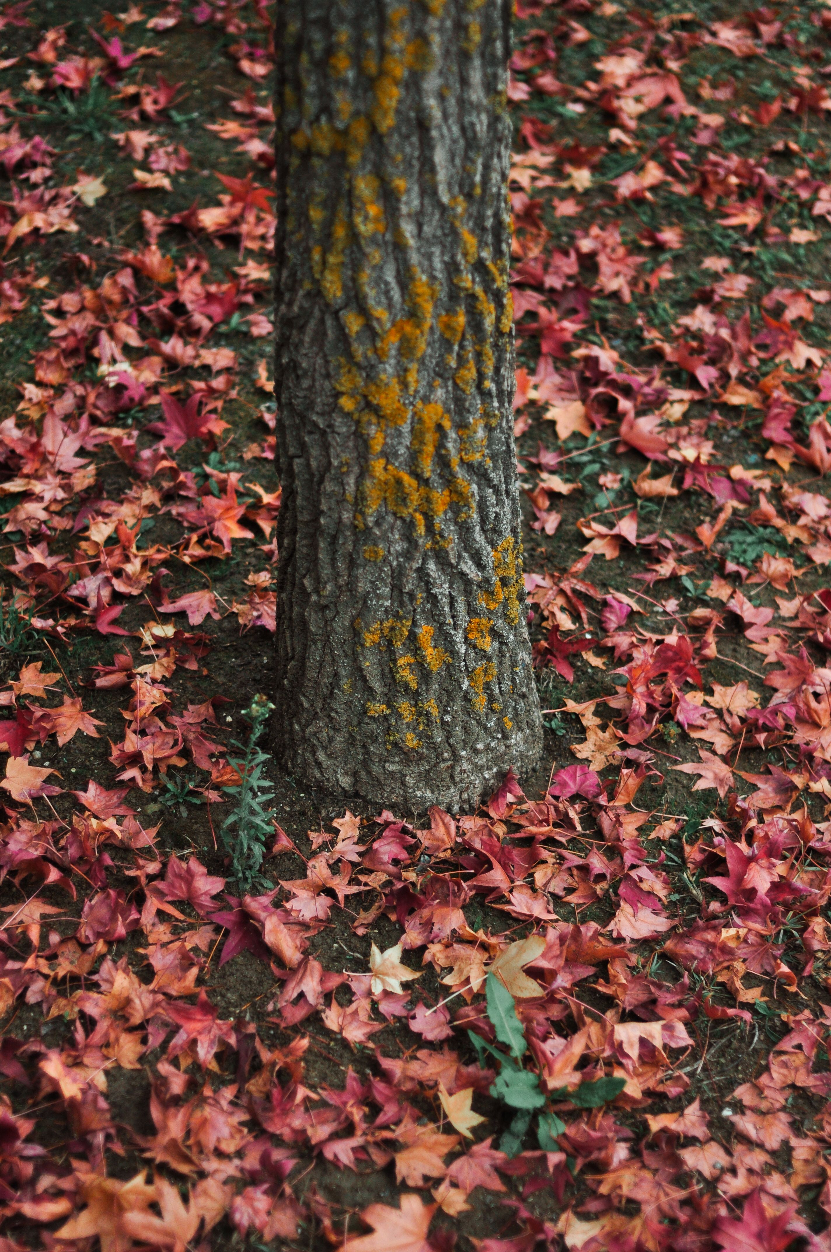 Close-up of a tree trunk with colorful autumn leaves scattered on the ground.