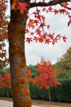 Close-up view of red autumn leaves on a tree branch with blurred background, capturing the essence of fall.