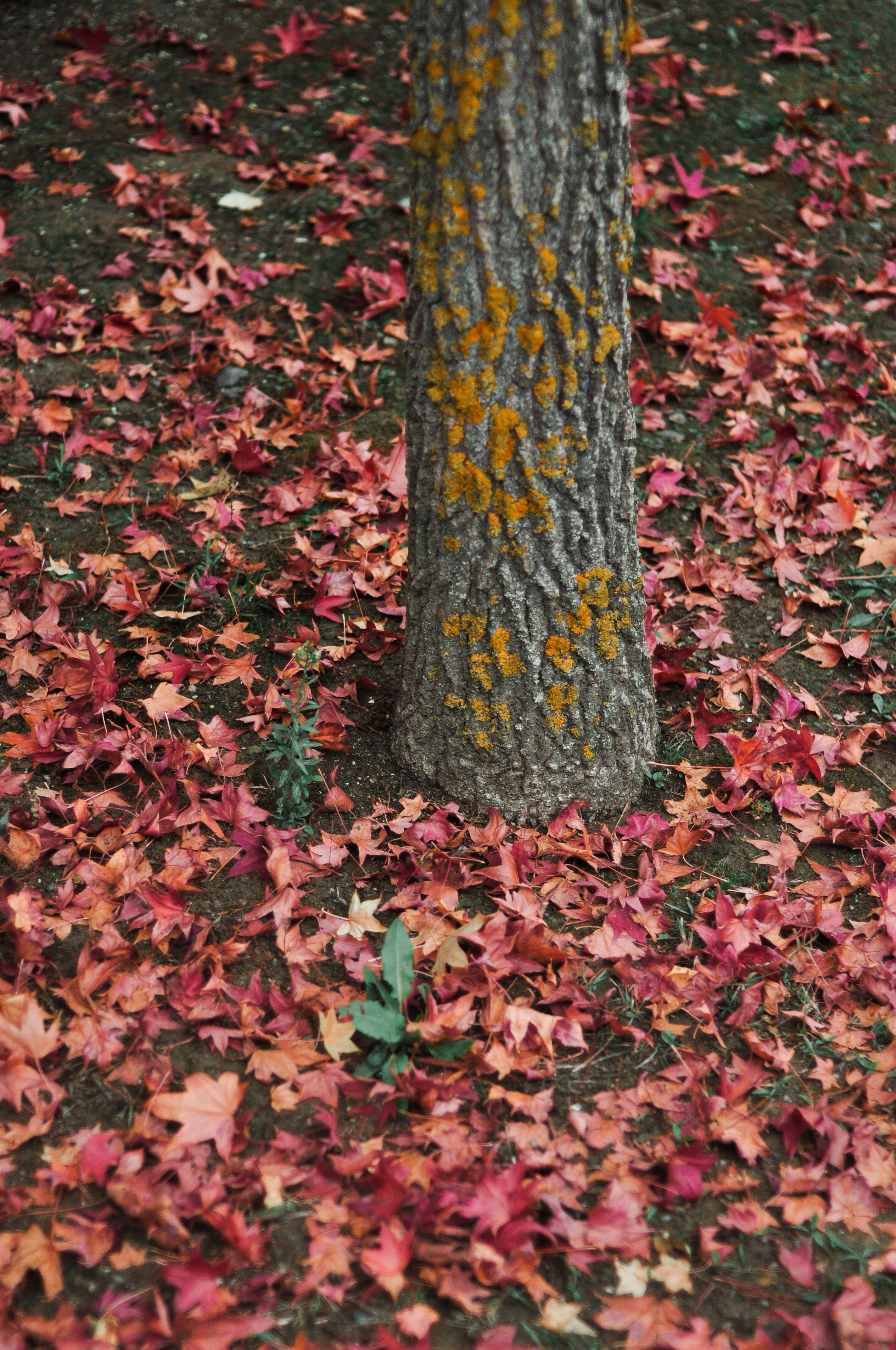 Autumn Leaves at Tree Base in Fall Forest · Free Stock Photo