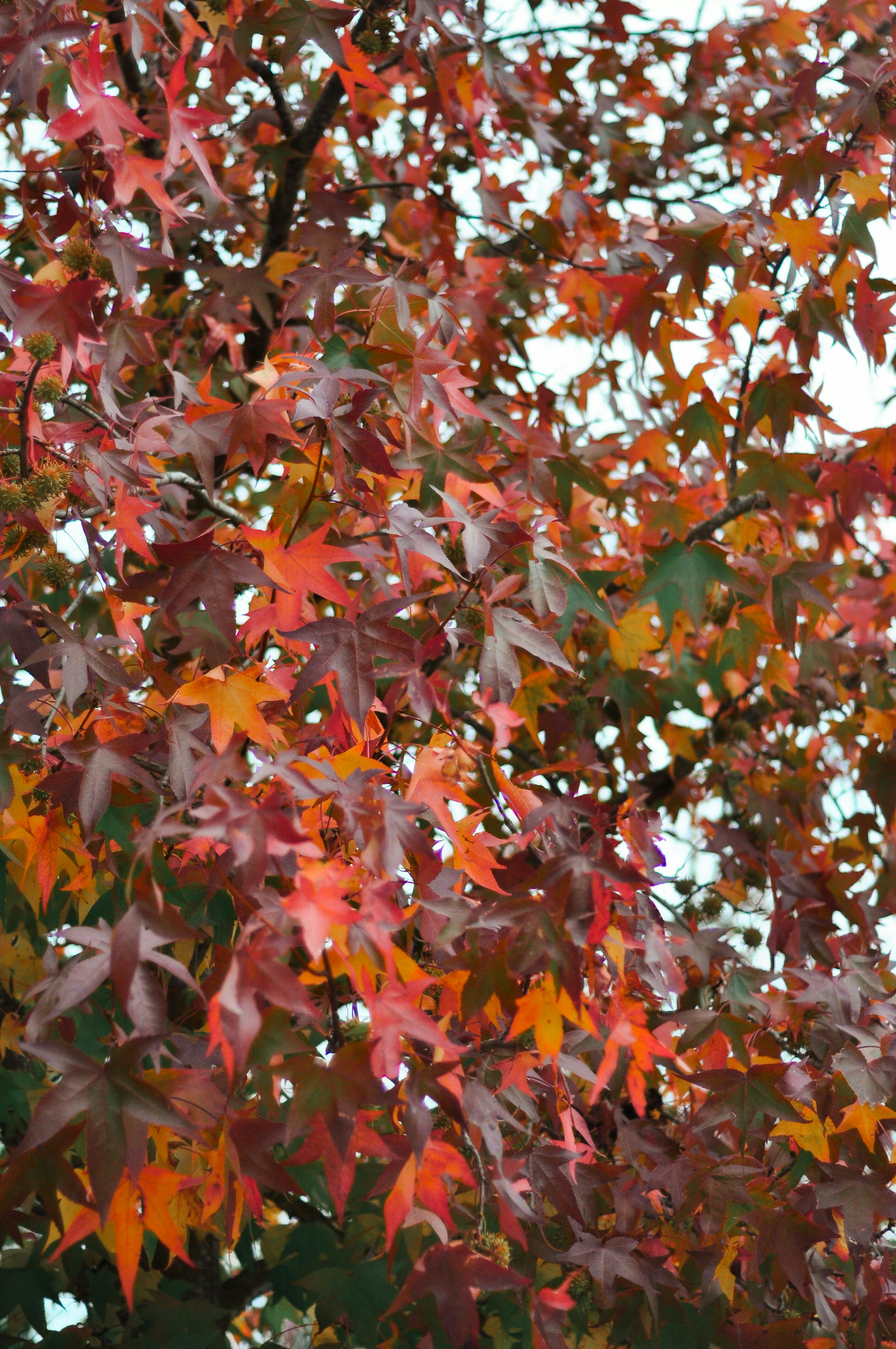 Close-up of colorful autumn maple leaves showcasing vibrant reds and oranges.