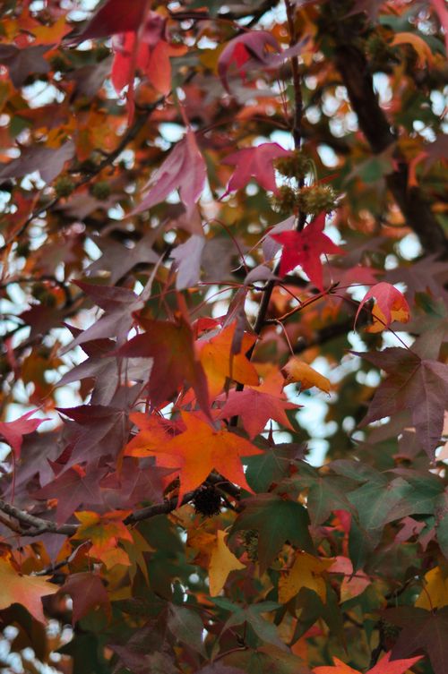 Free Close-up view of colorful autumn maple leaves with vibrant red and orange hues. Stock Photo