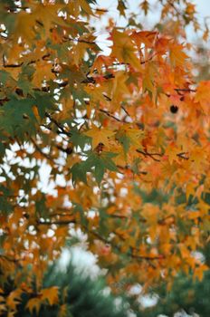 Close-up of colorful autumn maple leaves showcasing rich fall colors against a blurred background.