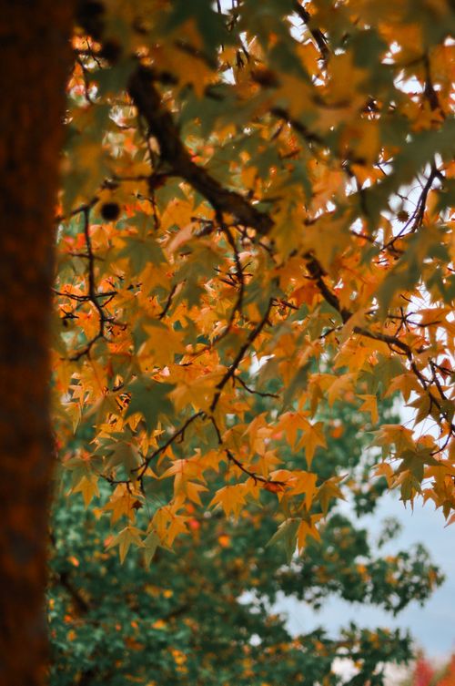 Free Close-up of colorful autumn leaves on a branch, creating a warm, natural scene. Stock Photo