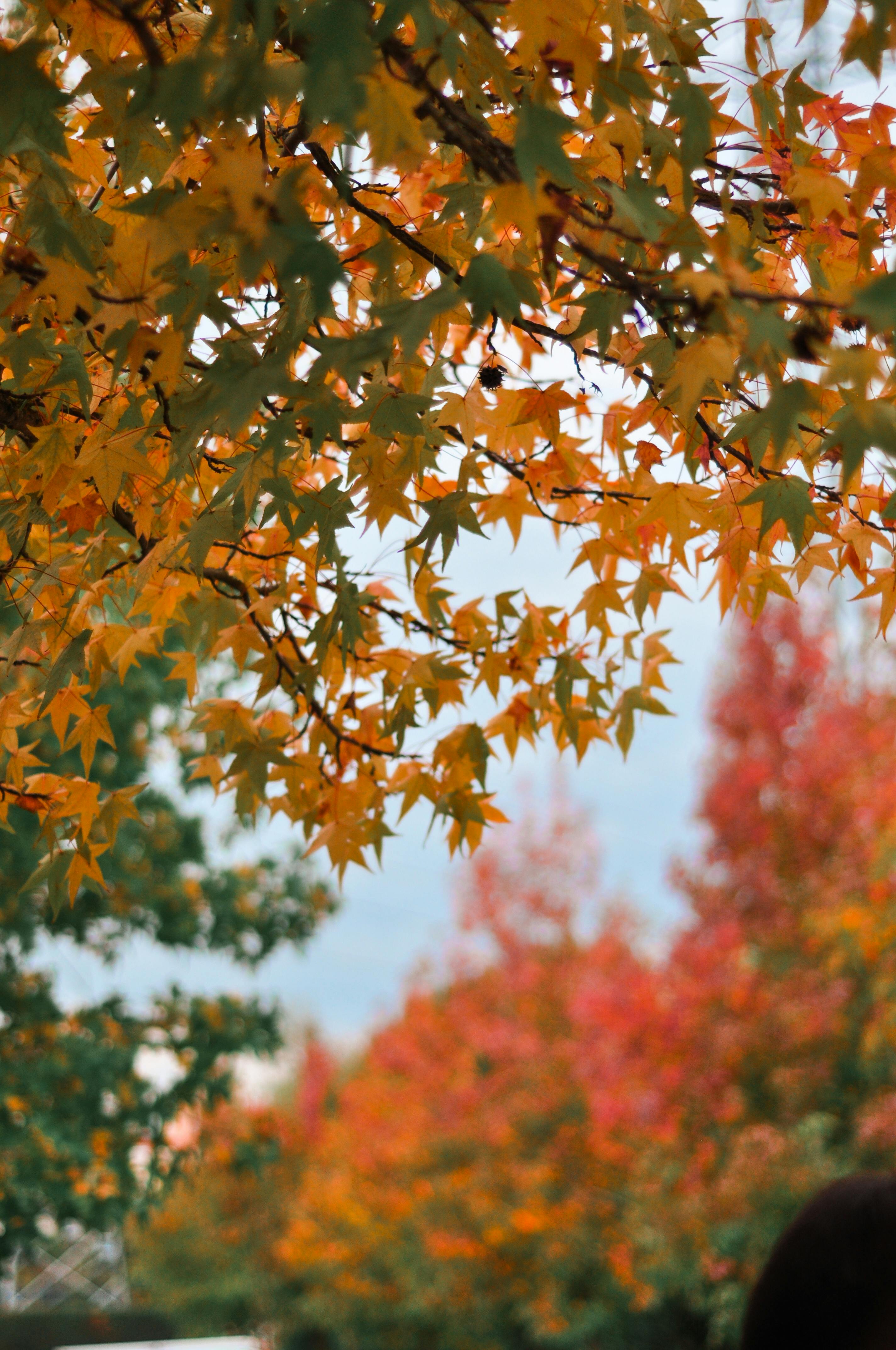 Captivating autumn leaves in vivid red and orange, showcasing nature's seasonal beauty.