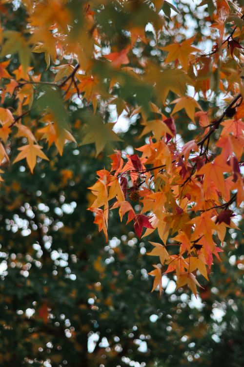 Free Colorful autumn maple leaves on branches create a vivid fall scene. Stock Photo