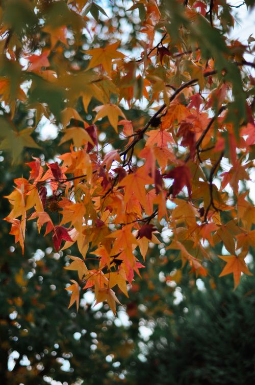 Free Close-up of colorful autumn leaves on a tree branch in a natural setting. Stock Photo