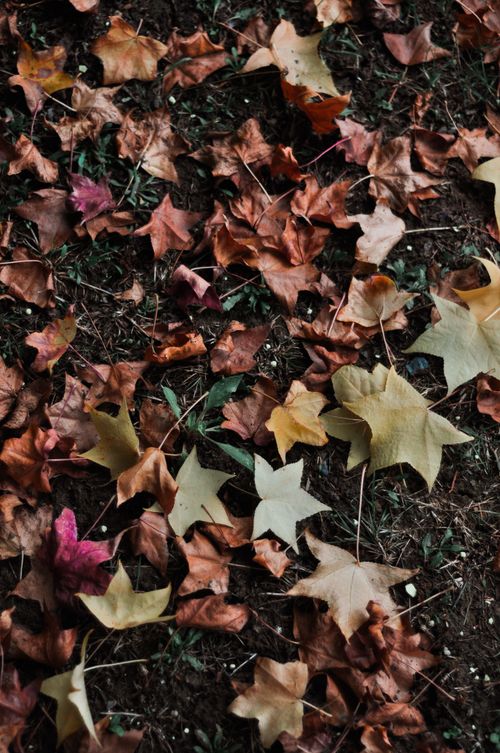 Free A variety of fallen autumn leaves in warm tones covering the ground. Stock Photo
