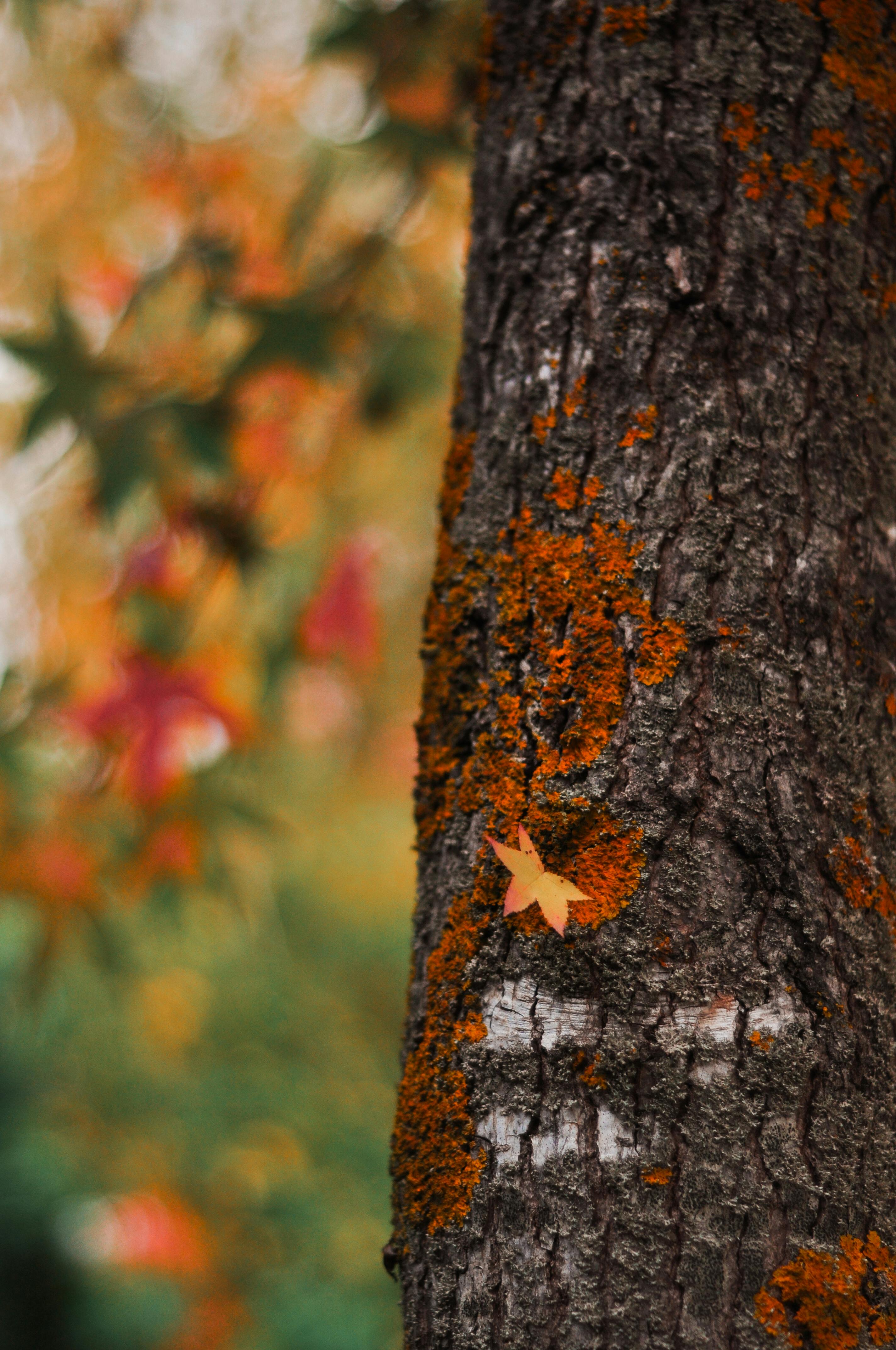 Close-up of tree bark with orange moss and a fallen leaf, showcasing autumn colors.