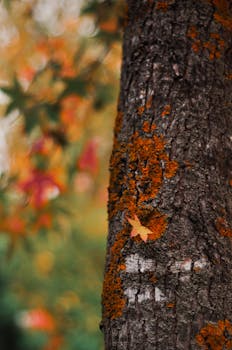 Close-up of tree bark with orange moss and a fallen leaf, showcasing autumn colors.