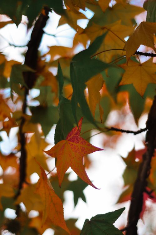 Free Close-up of colorful autumn leaves hanging from a tree branch, showcasing the vibrant colors of fall. Stock Photo