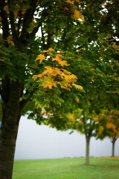 Close-up of maple trees with vivid autumn foliage in an outdoor park setting.