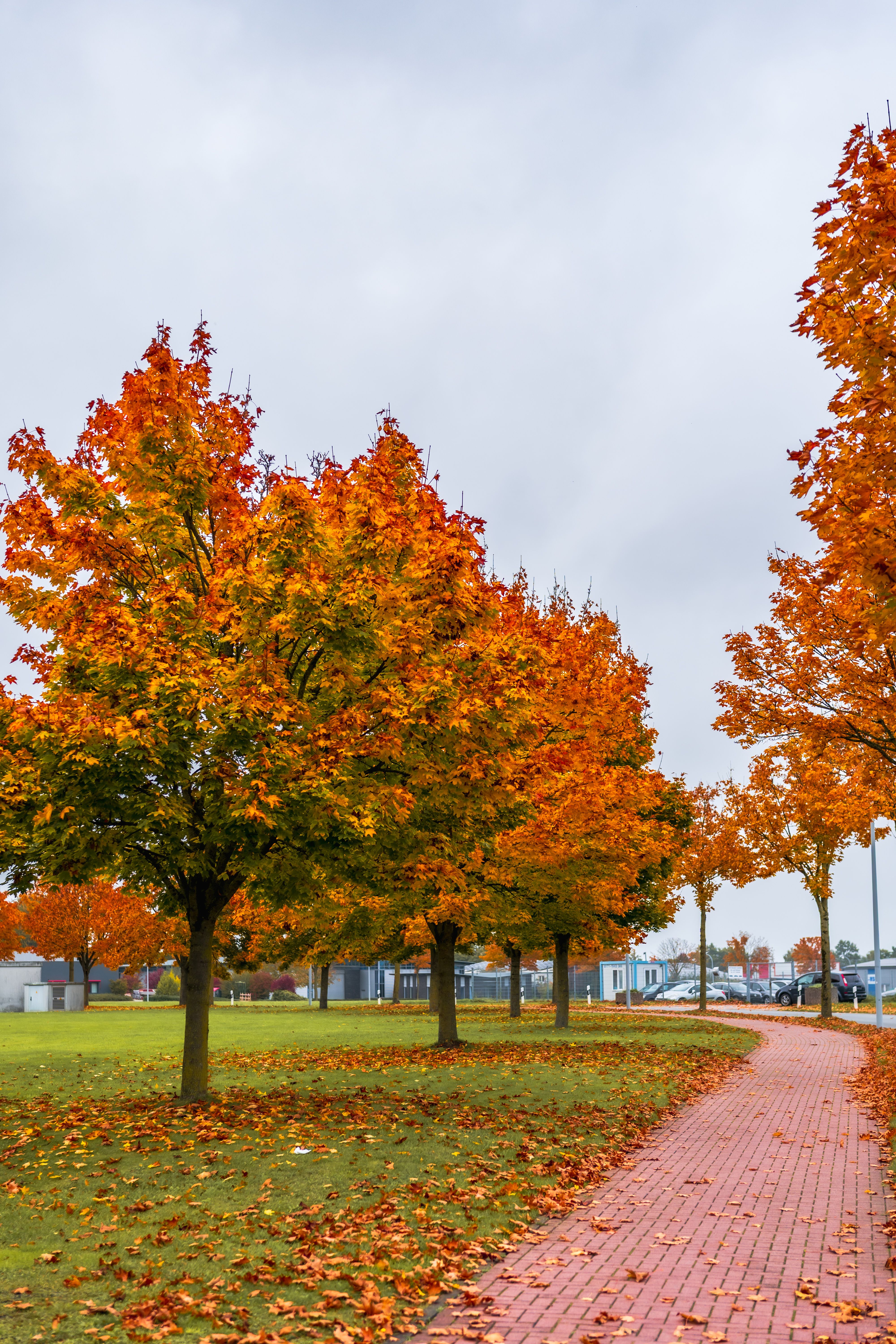 Vibrant Autumn Park Path with Colorful Trees · Free Stock Photo