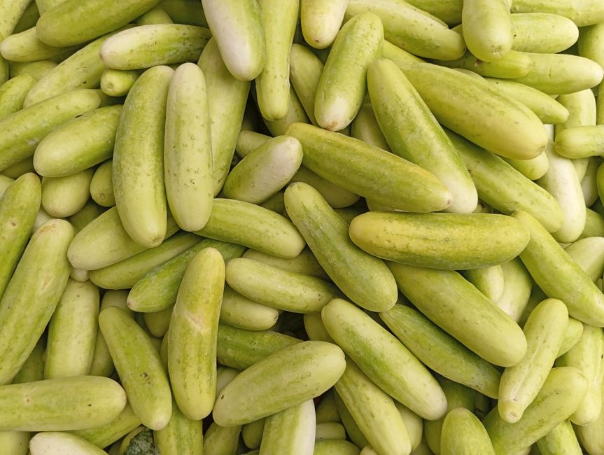 A vibrant pile of fresh green cucumbers displayed at a market in Pune, India.