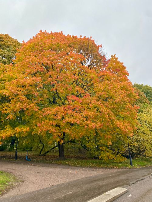 Free Vivid autumn colors of a large tree in an urban park during fall season. Stock Photo