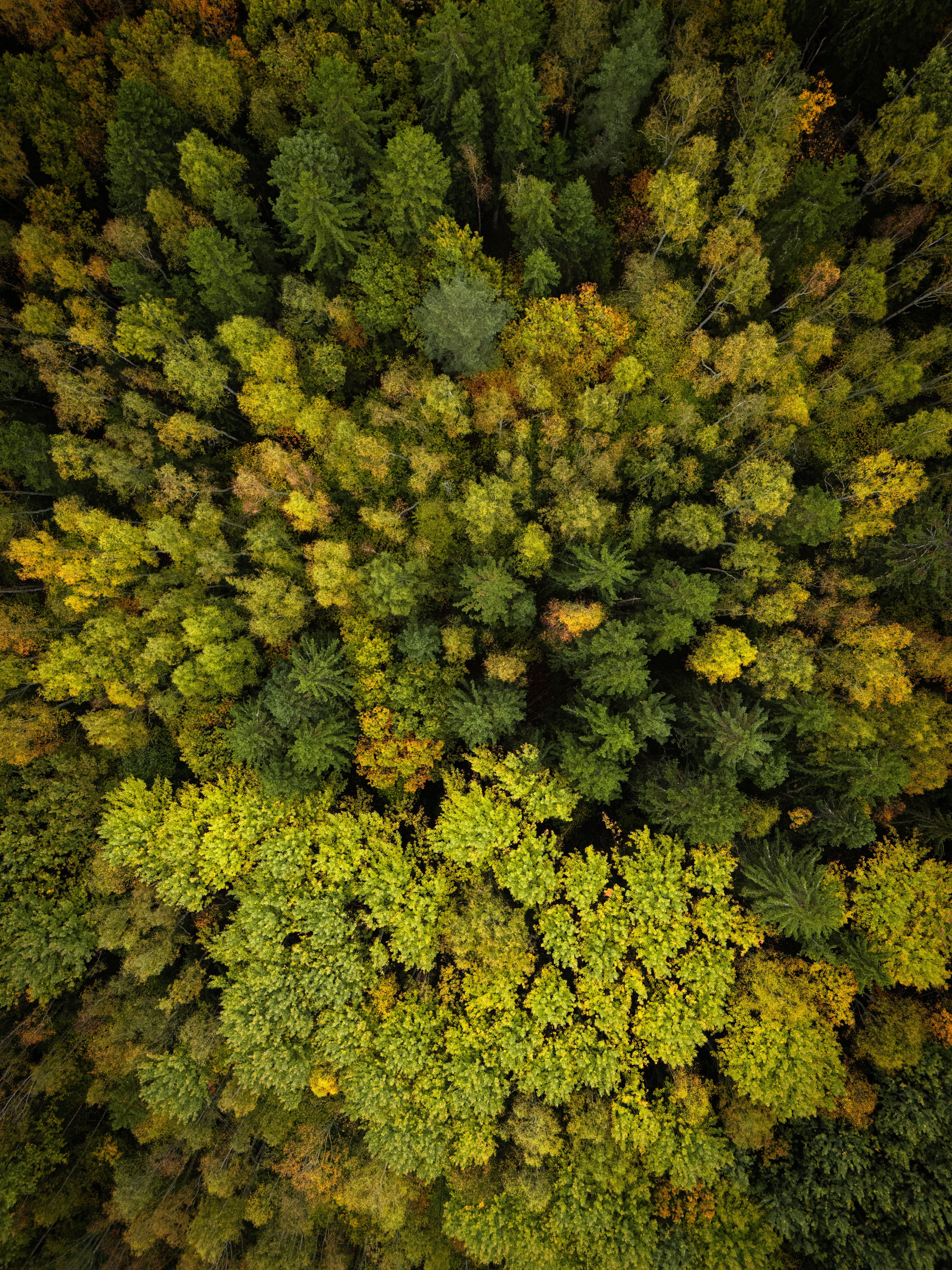 Aerial View of Vibrant Nordic Forest in Autumn · Free Stock Photo