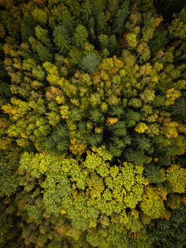 Stunning overhead shot of a colorful autumn forest in Jönköping, Sweden.