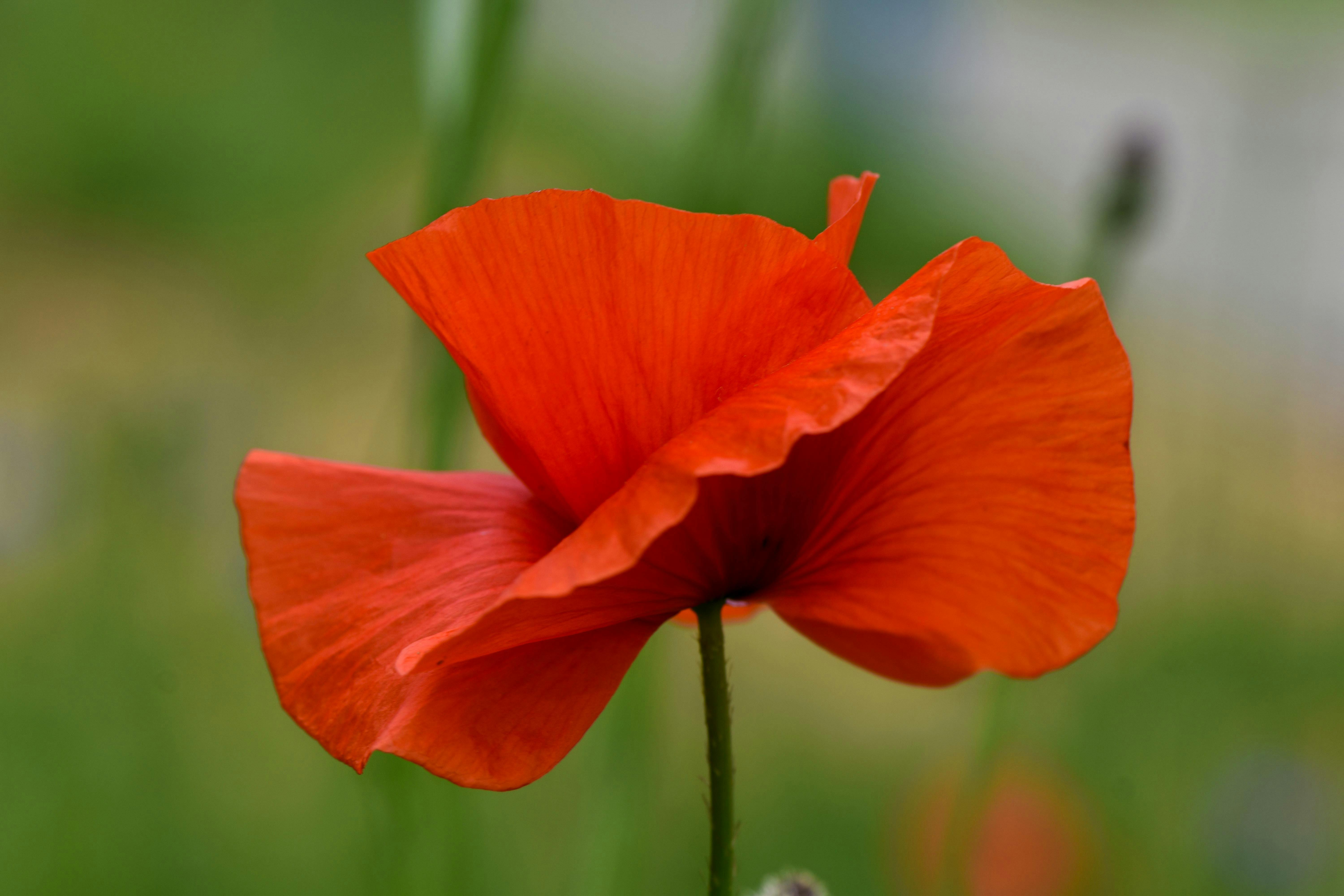 Top Forgotten Gardening Hacks for a Blooming Backyard