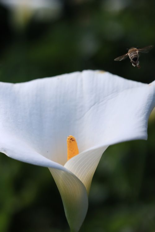 Free Close-up of a bee flying towards a white calla lily, capturing a serene nature moment. Stock Photo