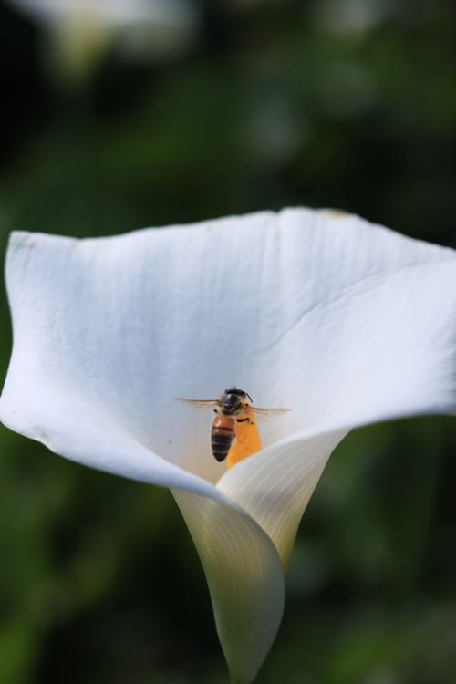 Free Close-up of a bee collecting nectar from a calla lily in a garden. Captured on a sunny day. Stock Photo