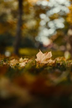 A lone maple leaf rests on the ground amidst autumn hues, with a soft bokeh background.