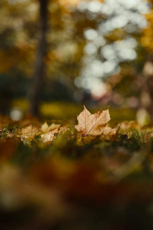Free A lone maple leaf rests on the ground amidst autumn hues, with a soft bokeh background. Stock Photo