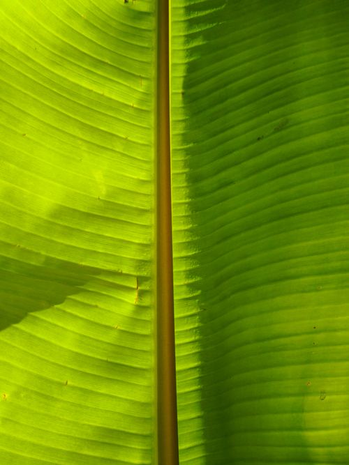 Free A close-up of a vibrant green banana leaf illuminated by sunlight, highlighting its texture. Stock Photo