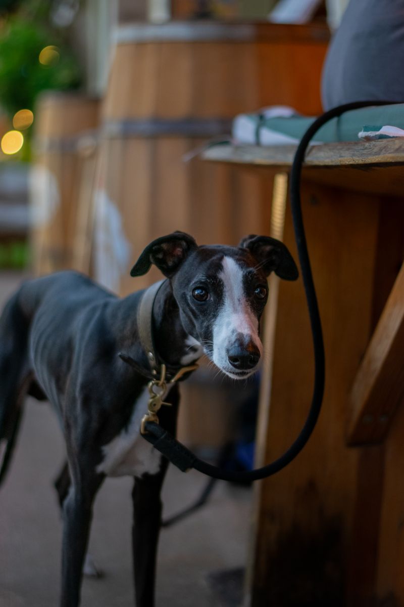 Remy - photo 1